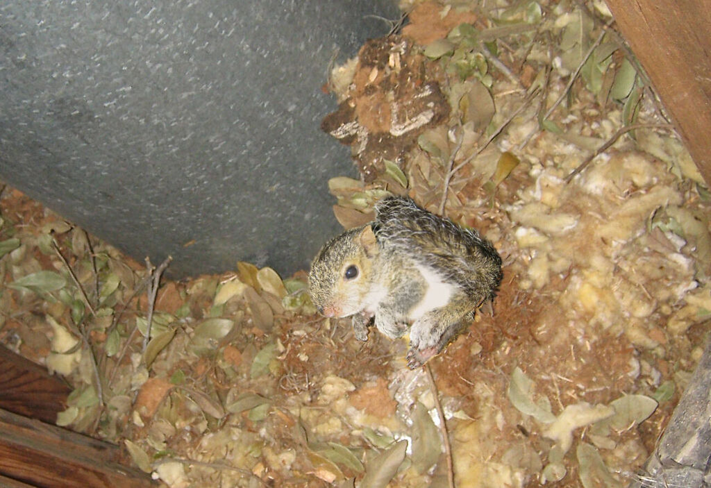Squirrel