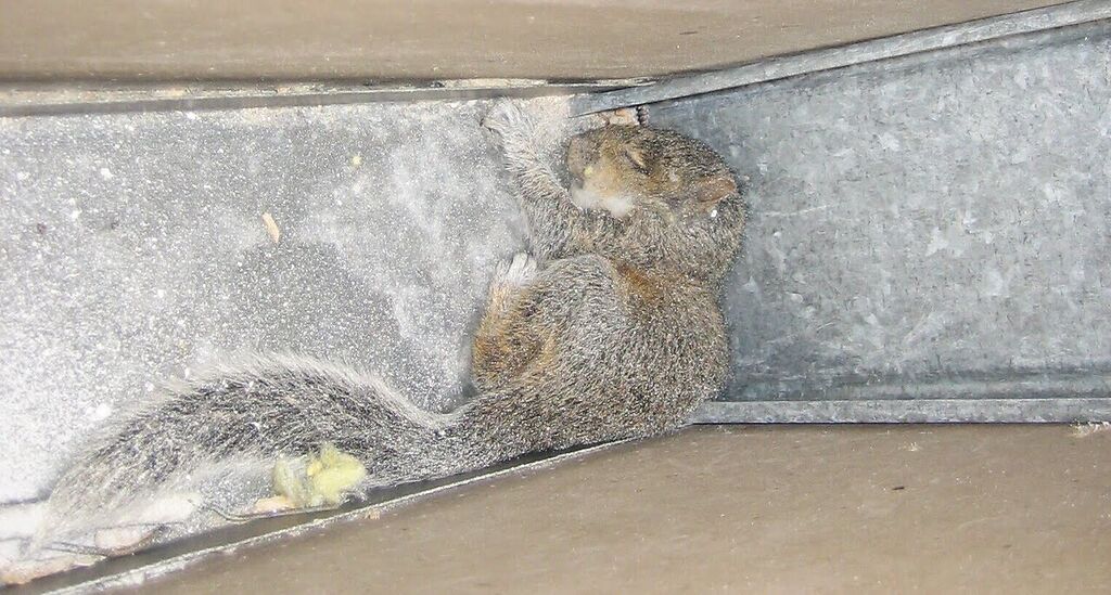 Squirrel